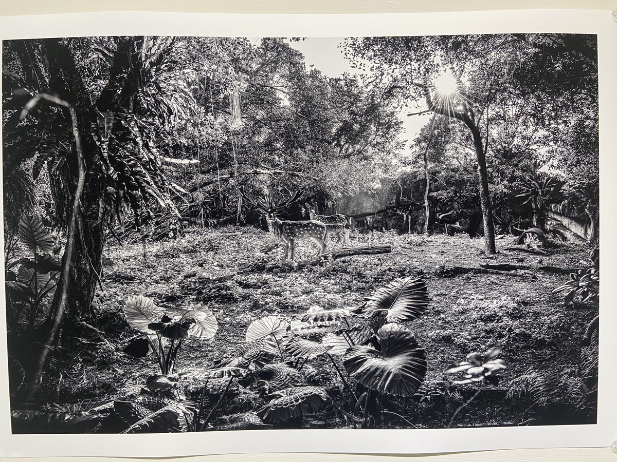 梅花鹿-省思Reflection-藝術家王鼎元