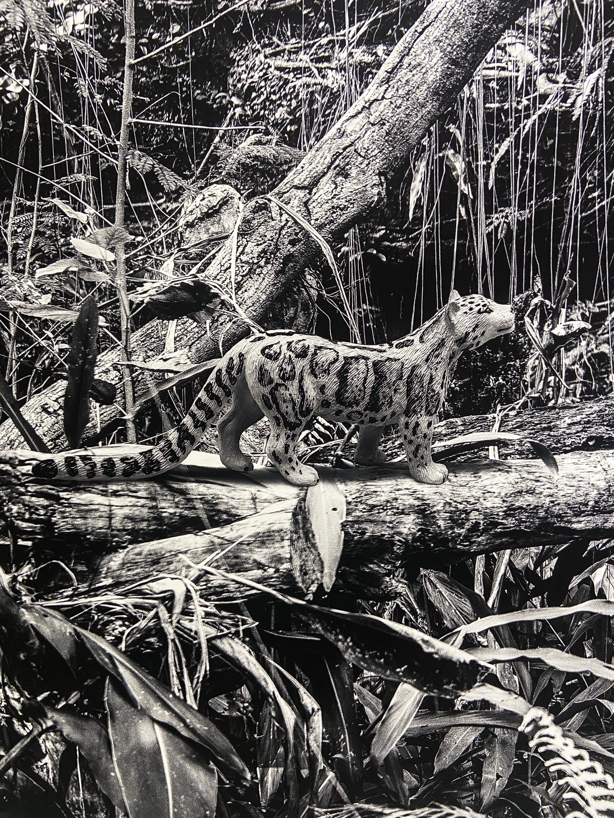 雲豹-省思Reflection-藝術家王鼎元